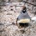 Gambel's Quail Comes for a Visit