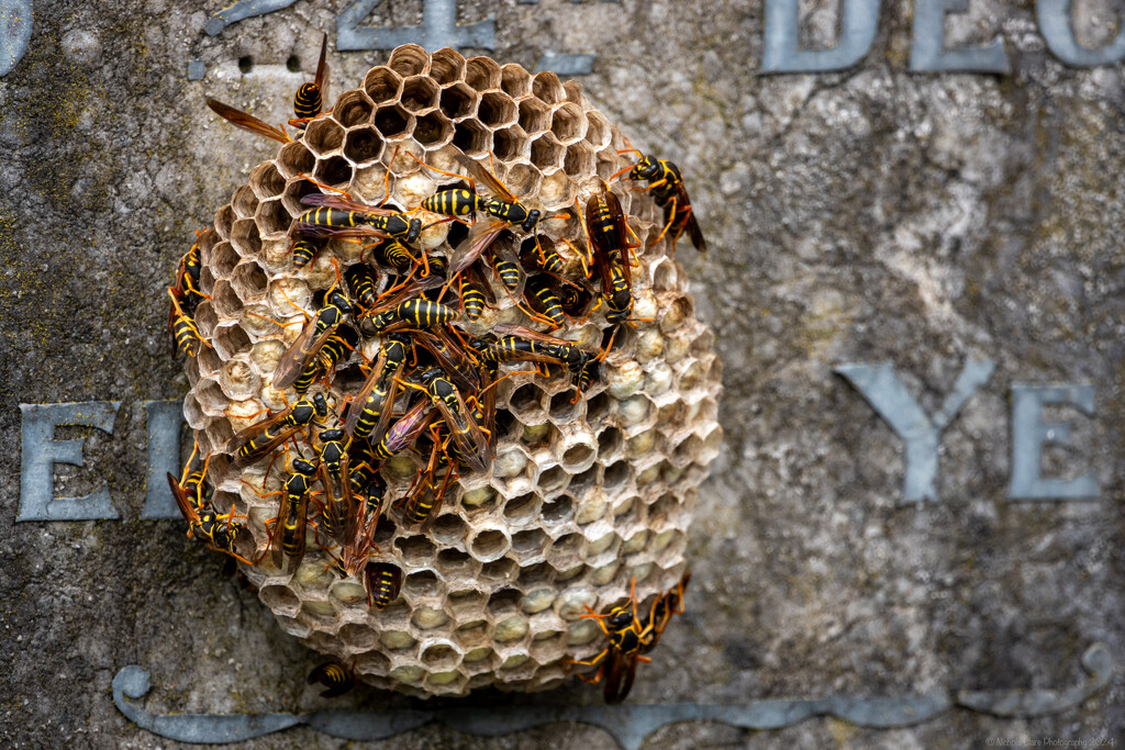 Wasps Nest on Headstone by nickspicsnz