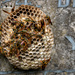 Wasps Nest on Headstone