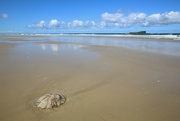 26th Feb 2024 - Jellyfish at Mudjimba Beach
