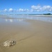 Jellyfish at Mudjimba Beach