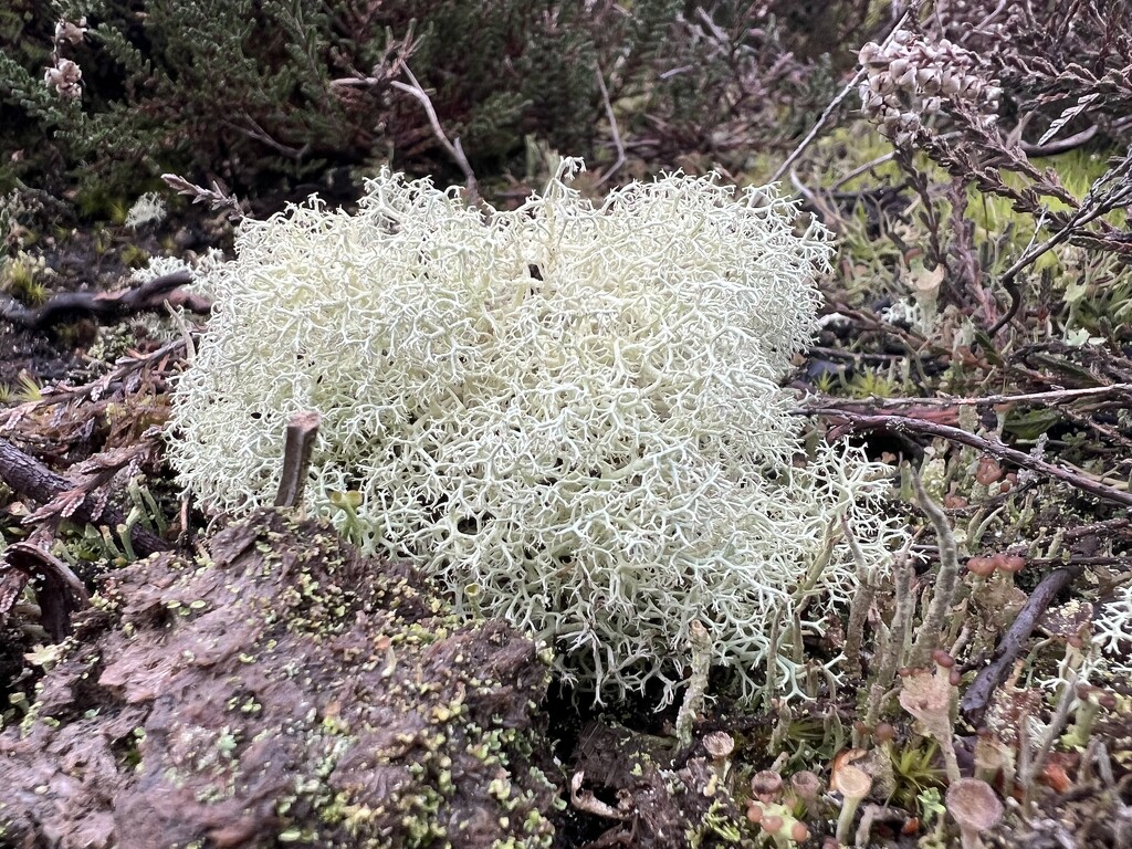 Reindeer Lichen by mattjcuk