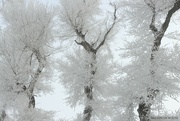 14th Feb 2024 - Snow scene