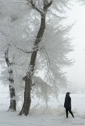 15th Feb 2024 - Snow scene