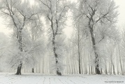 16th Feb 2024 - Snow scene