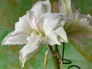 22nd Feb 2024 - Amaryllis