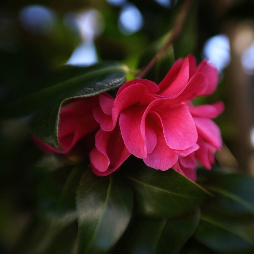 ~~camellia~~ by motherjane