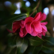 26th Feb 2024 - ~~camellia~~