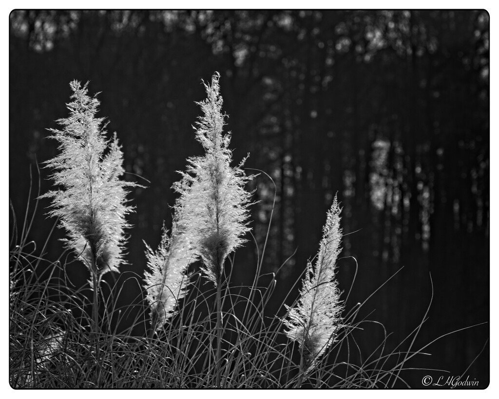LHG_6958Pampa Grass Plumes contrastB&W by rontu