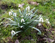 26th Feb 2024 - Snowdrops