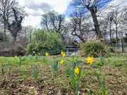 26th Feb 2024 - Sparse daffodils 