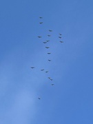 26th Feb 2024 - Sandhill Cranes!