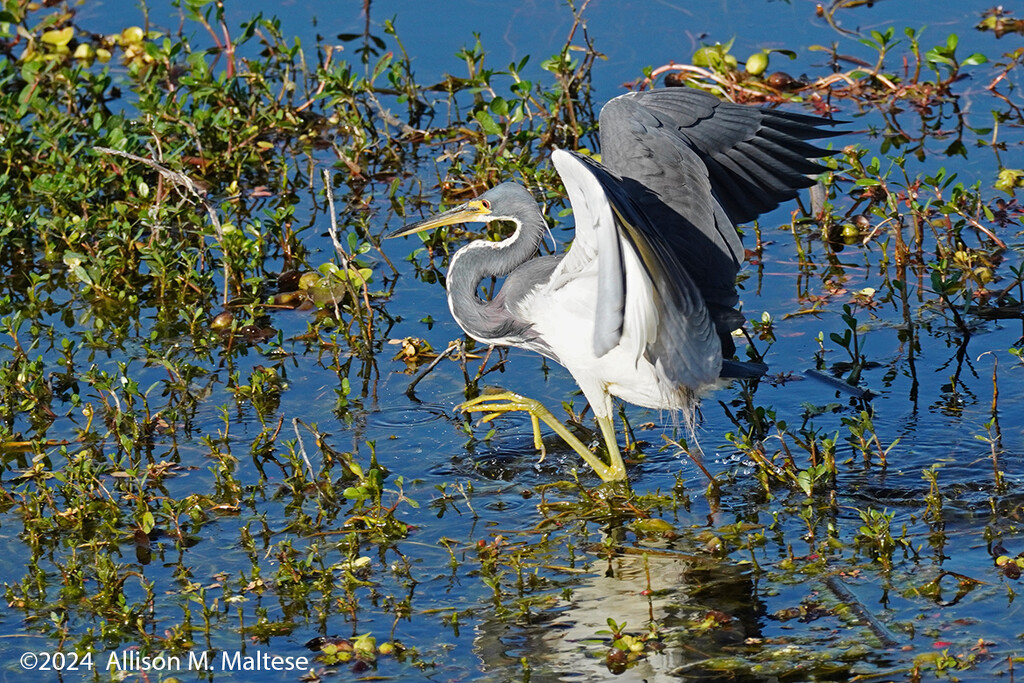 Tri-colored Heron On The Move by falcon11