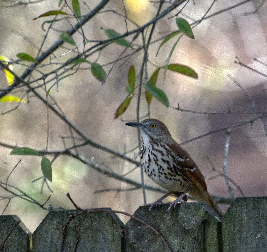 Brown Thrasher stands guard by peachfront
