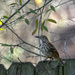 Brown Thrasher stands guard by peachfront