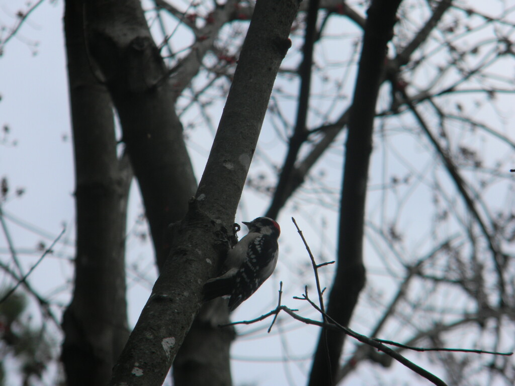 Woodpecker by sfeldphotos