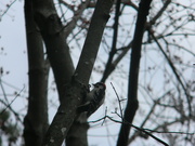 26th Feb 2024 - Woodpecker