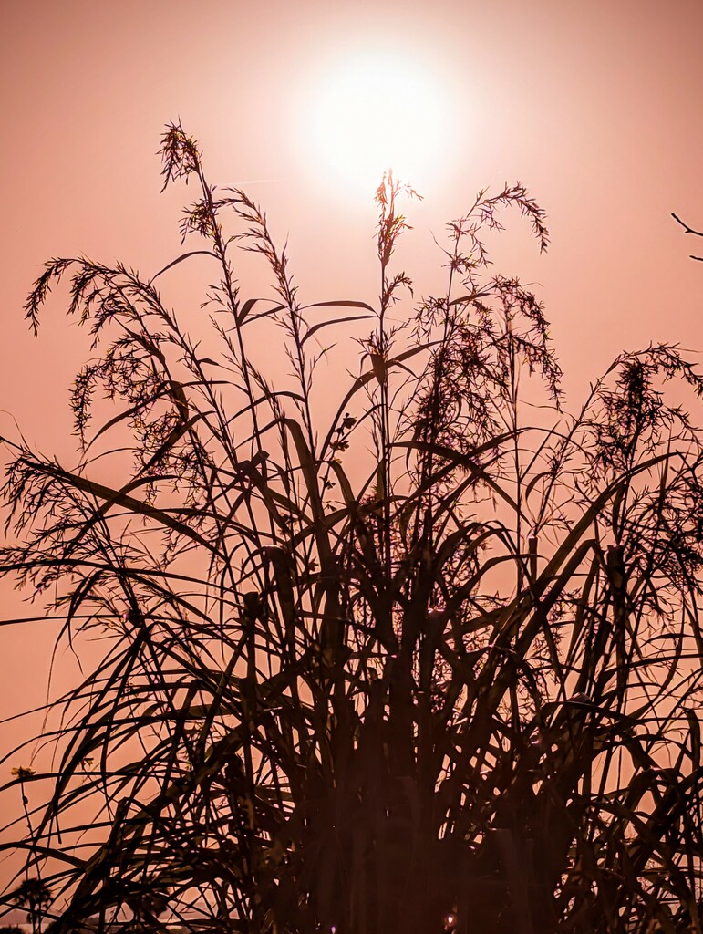 Sunset Lemongrass  by photohoot
