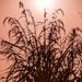 Sunset Lemongrass  by photohoot