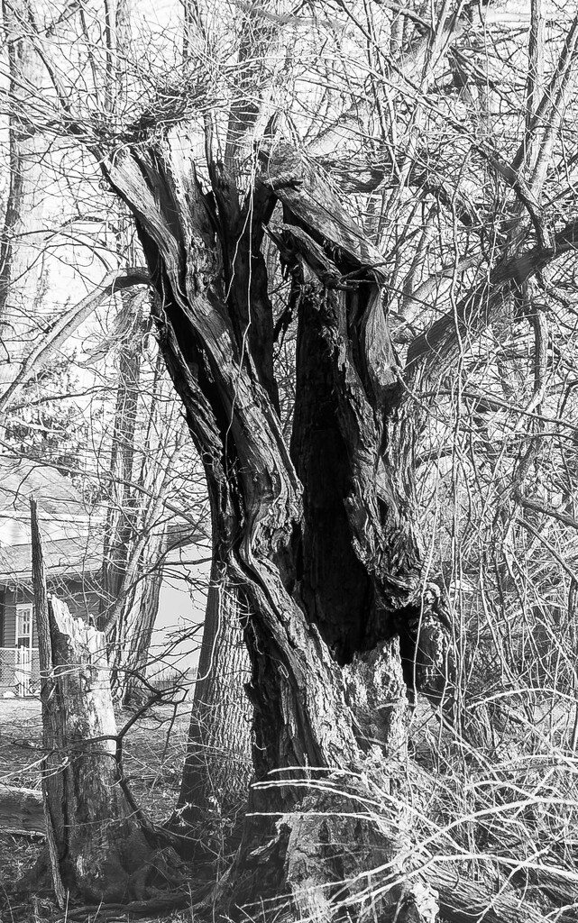Old Man Tree-2 by darchibald