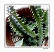 26th Feb 2024 - Baby Cactus