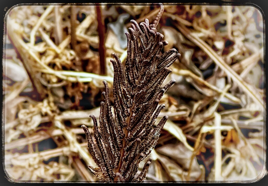 Dried Brown Fern from an Amazing Green by eahopp