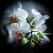 26th Feb 2024 - Orchids