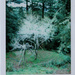 Plum Tree by jgblair