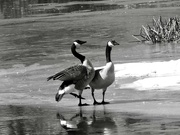 26th Feb 2024 - b&w geese