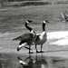 b&w geese by amyk
