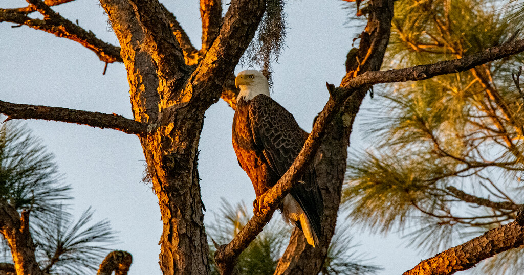 Bald Eagle Came Back for the Evening! by rickster549
