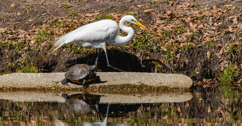 Egret Surprising the Turtle! by rickster549