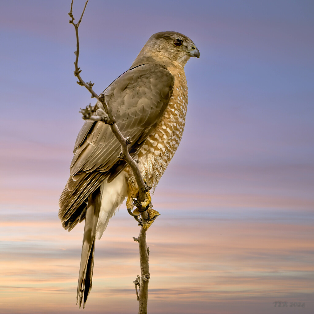 Sharp-Skinned Hawk Enjoys the Sunset by taffy