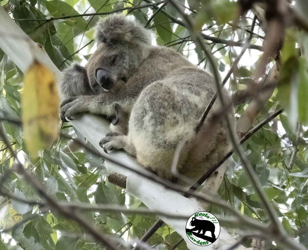 sleep tight Ellie by koalagardens