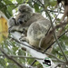 sleep tight Ellie by koalagardens