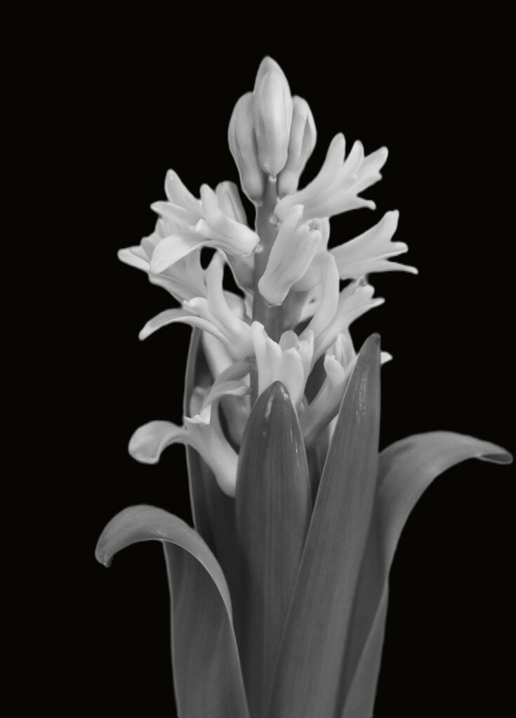 February 26: Hyacinth by daisymiller