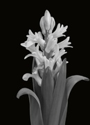 26th Feb 2024 - February 26: Hyacinth