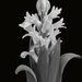 February 26: Hyacinth