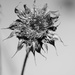 February 24: Sunflower by daisymiller