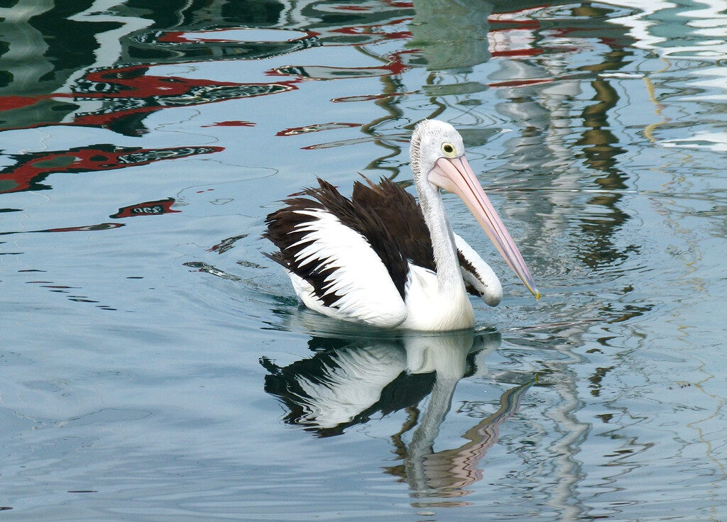 Pelican Paddling Along by onewing