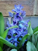 27th Feb 2024 - Blue Hyacinth 