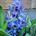 Blue Hyacinth  by 365projectorgjoworboys