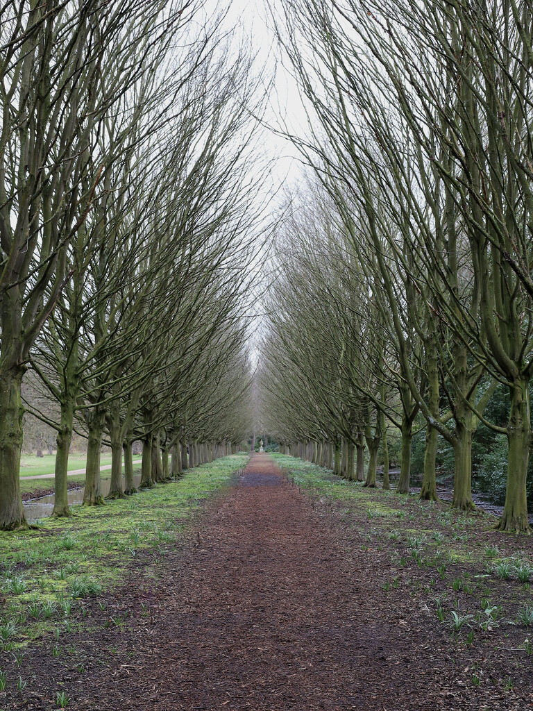 Avenue of trees.  by neil_ge