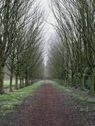 26th Feb 2024 - Avenue of trees. 