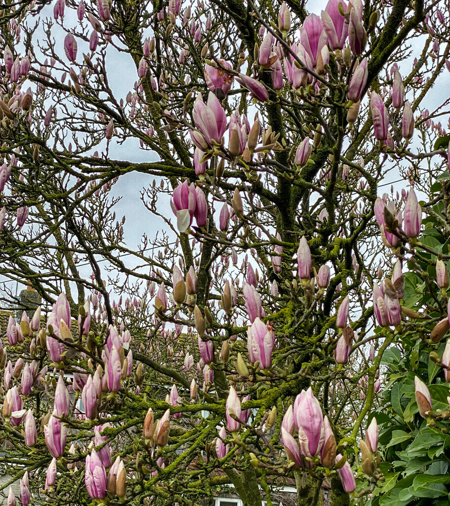 Magnolia Tree by tonus
