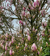 25th Feb 2024 - Magnolia Tree