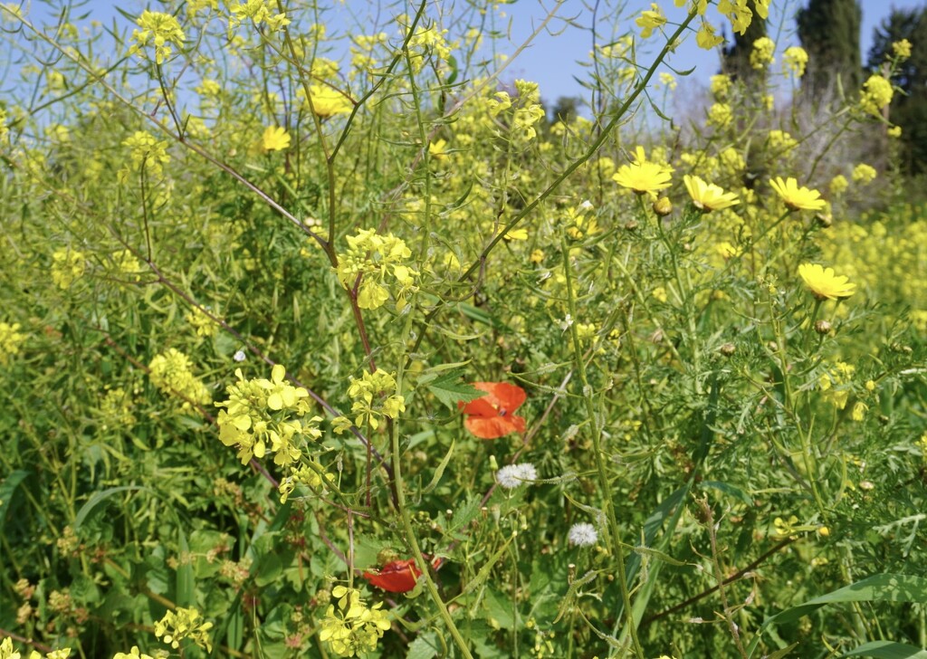 Socrates field of beautiful weeds… by beverley365