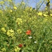 Socrates field of beautiful weeds…