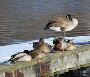 8th Feb 2024 - Hanging Out In The Sun