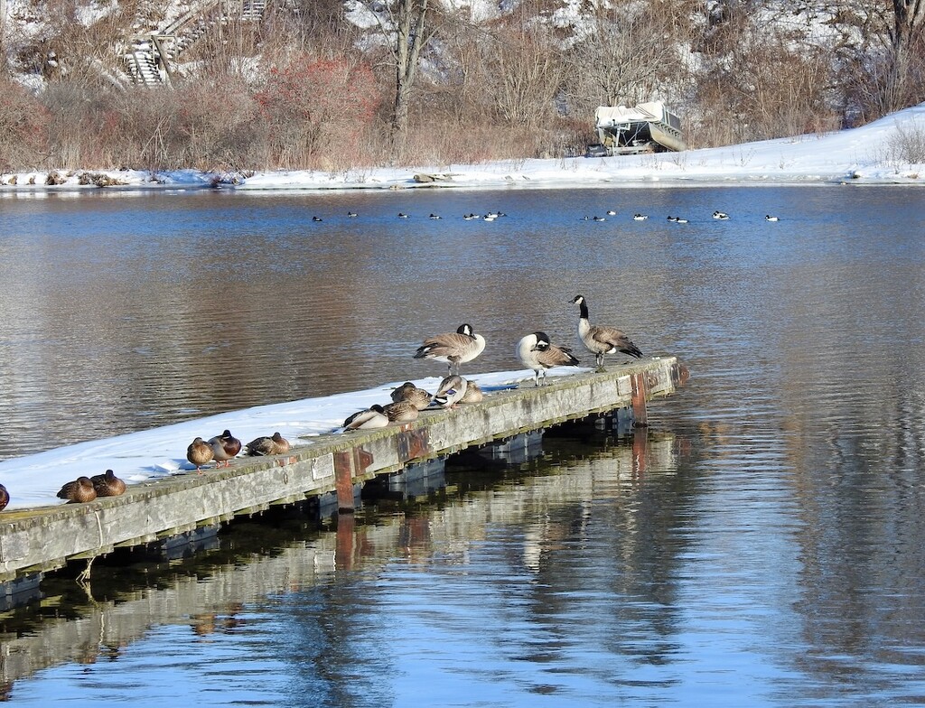 Mallards and Common Mergansers by sunnygreenwood